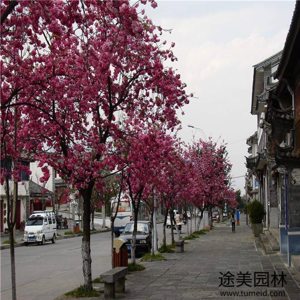 10公分樱花树图片